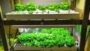 Build Your Own Home Hydroponic Farm | Lifestyle Home Improvement Online Course by Udemy