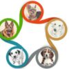 ACUPUNTURA Y MASAJE EN VETERINARIA: Los puntos maestros | Lifestyle Pet Care & Training Online Course by Udemy