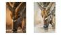 Nyala Head in Pen and Ink with Watercolour Washes | Lifestyle Arts & Crafts Online Course by Udemy