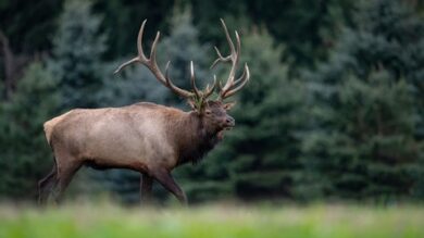Kentucky Elk Hunt Planner | Lifestyle Other Lifestyle Online Course by Udemy
