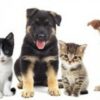 Turn Your Love And Passion for Animals Into A Career! | Lifestyle Pet Care & Training Online Course by Udemy