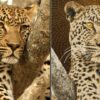 Embroidery Software: Digitizing an African Leopard in Embird | Lifestyle Arts & Crafts Online Course by Udemy