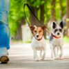 Dog Training - Polite Leash Walking Class | Lifestyle Pet Care & Training Online Course by Udemy
