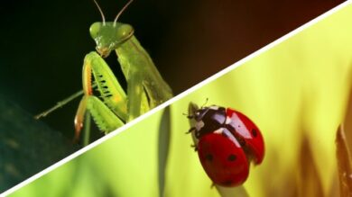 Who is Your Friend?: Beneficial Garden Bugs | Lifestyle Other Lifestyle Online Course by Udemy