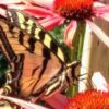 Butterfly Gardening: Attract North American Pollinators | Lifestyle Home Improvement Online Course by Udemy