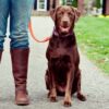 Simple Solutions for Common Dog Behavior & Training Problems | Lifestyle Pet Care & Training Online Course by Udemy