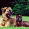 Dog & Cat Behavior Problems | Lifestyle Pet Care & Training Online Course by Udemy