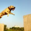 Training dog parkour (TreT-Style). Step by step lessons! | Lifestyle Pet Care & Training Online Course by Udemy