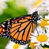 Gardening Know How: Attracting Birds and Butterflies | Lifestyle Home Improvement Online Course by Udemy