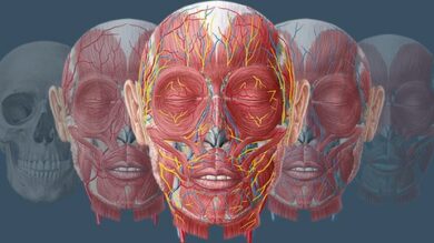 Anatomy Basics - Intro to Studying Human Anatomy | Health & Fitness General Health Online Course by Udemy