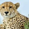 Going on an African Photo Safari | Photography & Video Other Photography & Video Online Course by Udemy