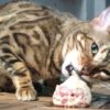 Katzenfutter Kochkurs | Lifestyle Pet Care & Training Online Course by Udemy