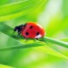 Gardening Know How: Sustainable Pest Control | Lifestyle Home Improvement Online Course by Udemy